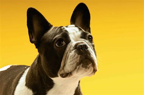 what breeds are similar to boston terriers
